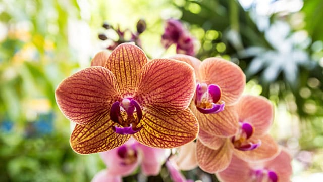 Bei der richtigen Pflege blühen Phalaenopsis-Orchideen das ganze Jahr.