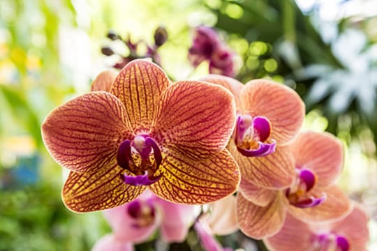 Bei der richtigen Pflege blühen Phalaenopsis-Orchideen das ganze Jahr.