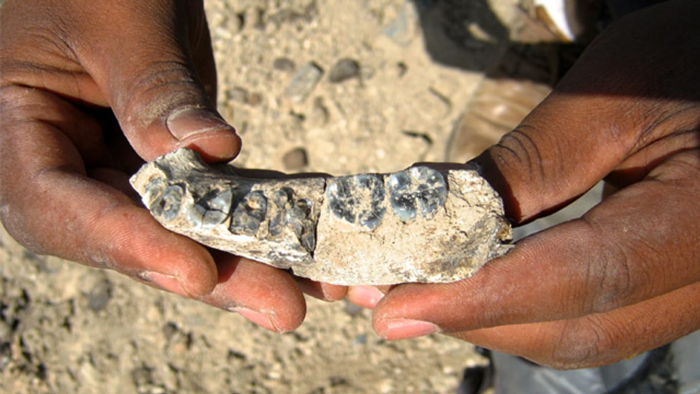 Der in Äthiopien gefundene Kiefer legt nahe, dass die Menschheit älter als angenommen ist.