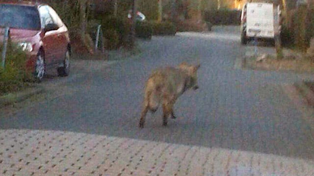 Handy-Schnappschuss: Ein Wolf streunt durch ein Wohngebiet im niedersächsischen Wildeshausen.