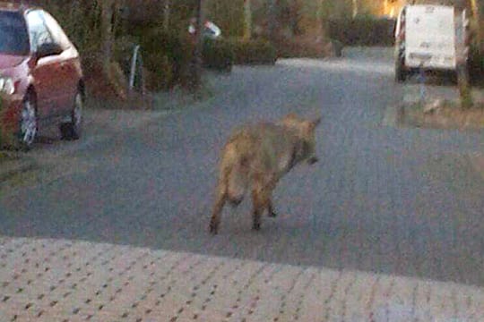 Handy-Schnappschuss: Ein Wolf streunt durch ein Wohngebiet im niedersächsischen Wildeshausen.