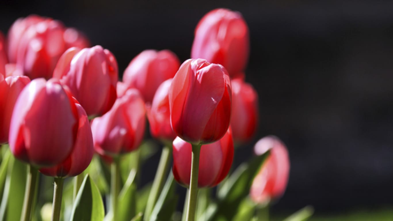 Wenn Sie diese Tipps beachten, werden Ihre Tulpen auch im nächsten Jahr wieder so schön blühen.