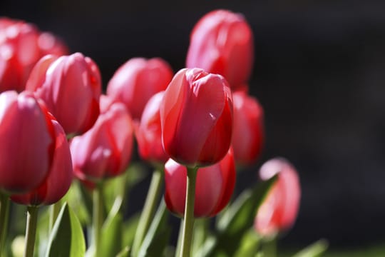 Wenn Sie diese Tipps beachten, werden Ihre Tulpen auch im nächsten Jahr wieder so schön blühen.