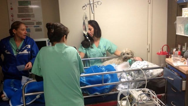 Ein Hund im Krankenhausbett im Ichilov-Krankenhauses im israelischen Tel Aviv.