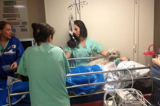 Ein Hund im Krankenhausbett im Ichilov-Krankenhauses im israelischen Tel Aviv.