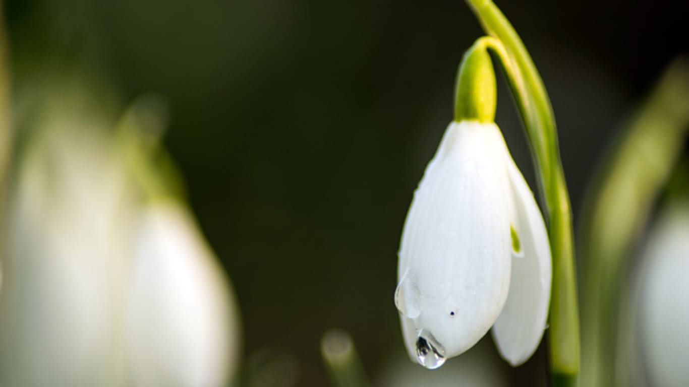 Das heimische Schneeglöckchen Galanthus nivalis: Graugrüne Laubblätter und eine hängende weiße Blüte.