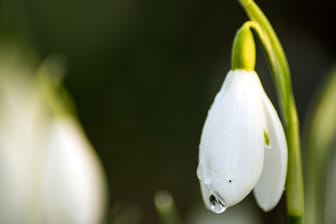 Das heimische Schneeglöckchen Galanthus nivalis: Graugrüne Laubblätter und eine hängende weiße Blüte.