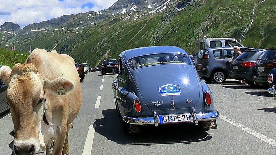 Achtung, tierischer Gegenverkehr! Eine Oldtimer-Rallye ist nicht nur eine Ausfahrt - man erlebt viel mehr. Hier bei der Silvretta Classic.