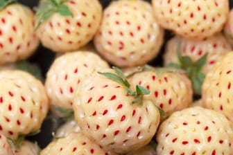 Sie dachten es gibt nur rote Erdbeeren? Da täuschen Sie sich. Ananas-Erdbeeren haben schöne weiße Farbe und schmecken sogar nach Ananas.