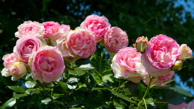 In der Sonne gedeiht die Kletterrose Jasmina am besten und reckt sich ihr mit einer Höhe von bis zu zwei Metern entgegen.