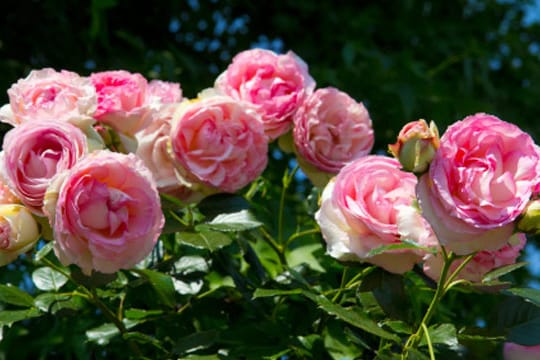 In der Sonne gedeiht die Kletterrose Jasmina am besten und reckt sich ihr mit einer Höhe von bis zu zwei Metern entgegen.