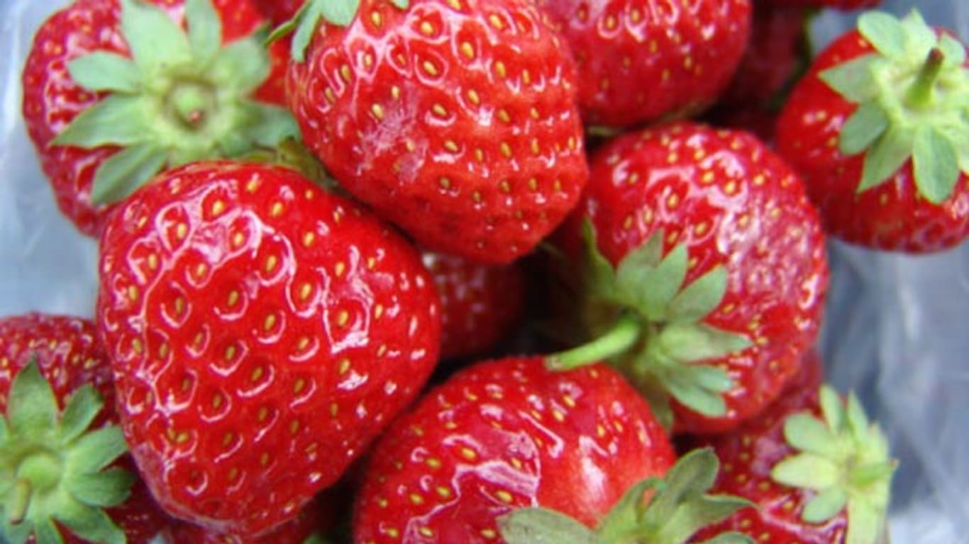 Die Senga Sengana ist eine äußerst beliebte Erdbeersorte, weil sie pflegeleicht ist uns dazu noch sehr lecker.