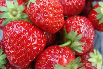 Die Senga Sengana ist eine äußerst beliebte Erdbeersorte, weil sie pflegeleicht ist uns dazu noch sehr lecker.