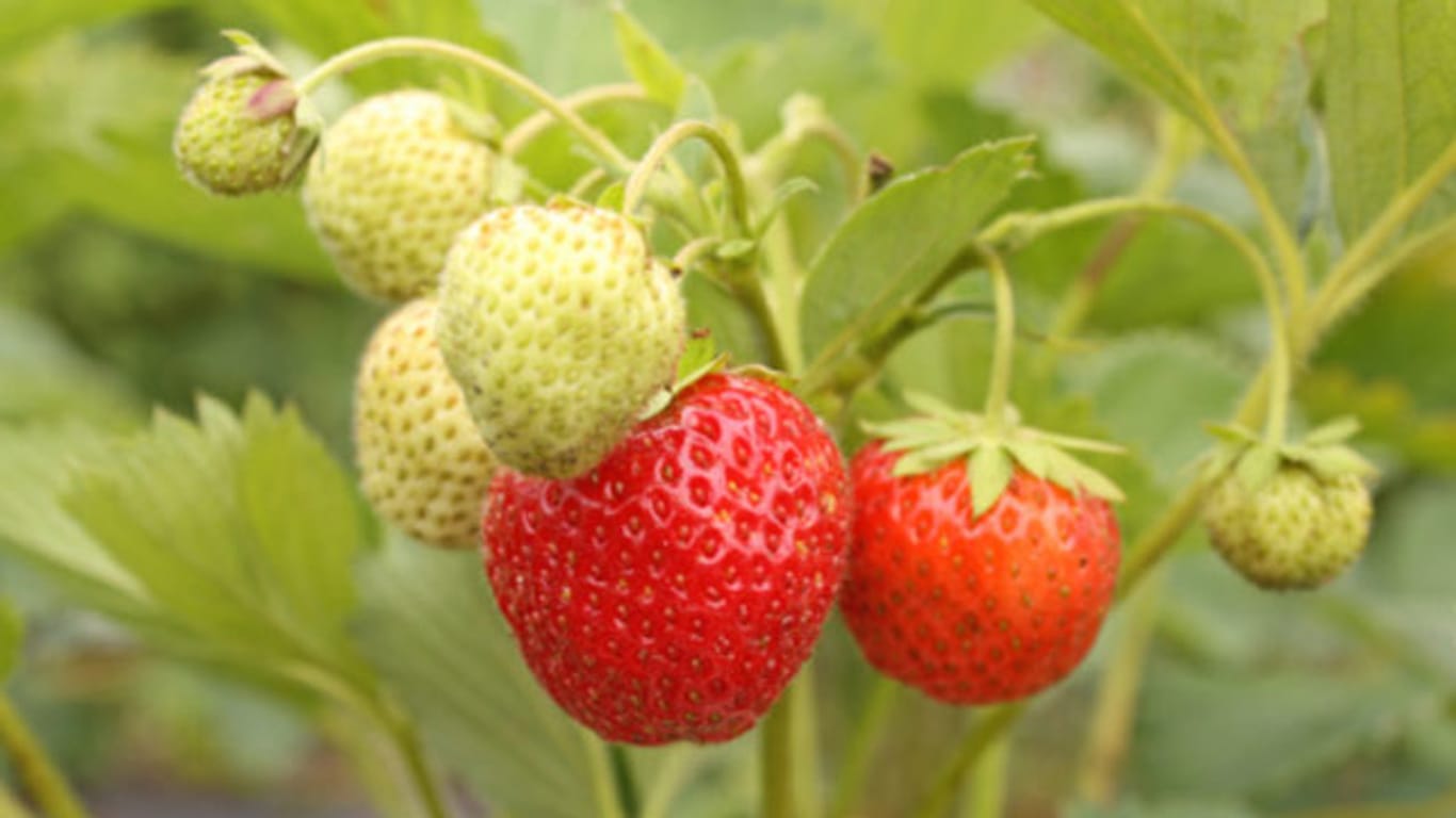 Dem Namen entsprechend, bieten Monatserdbeeren leckere Früchte monatelang.