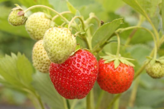 Dem Namen entsprechend, bieten Monatserdbeeren leckere Früchte monatelang.