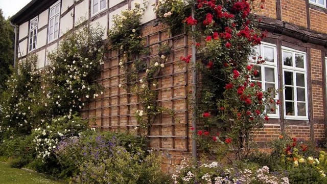 Kletterrosen können Garten und Hauswand verschönern. Beim Mischen verschiedener Sorten wird es farbenfroh.