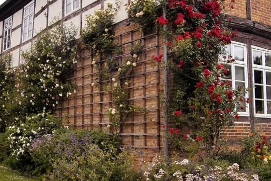 Kletterrosen können Garten und Hauswand verschönern. Beim Mischen verschiedener Sorten wird es farbenfroh.