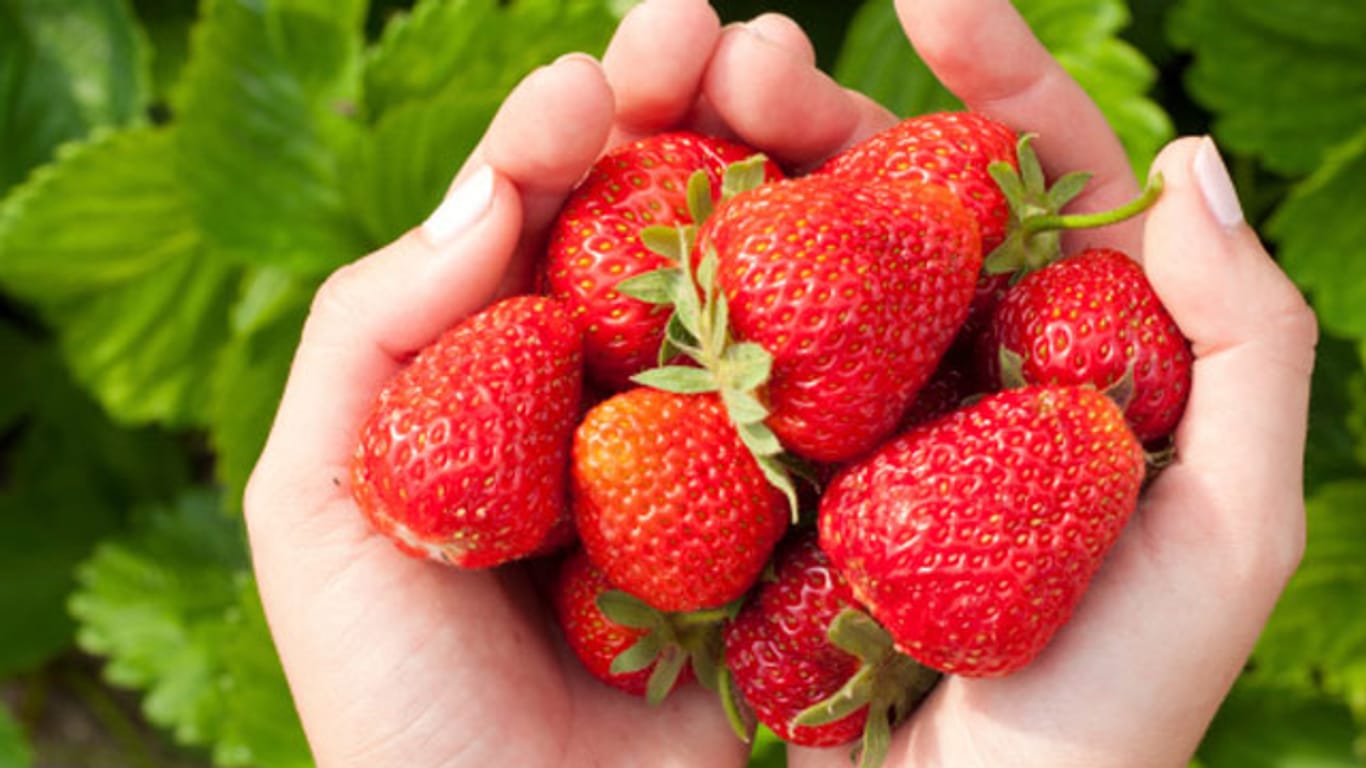 Erdbeere Ostara hat aromatische große Früchte, die sowohl für Frischverzehr, als auch für Marmelade verwendet werden können.