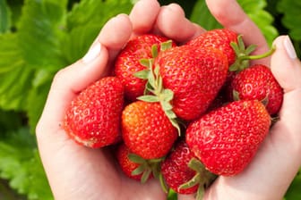 Erdbeere Ostara hat aromatische große Früchte, die sowohl für Frischverzehr, als auch für Marmelade verwendet werden können.