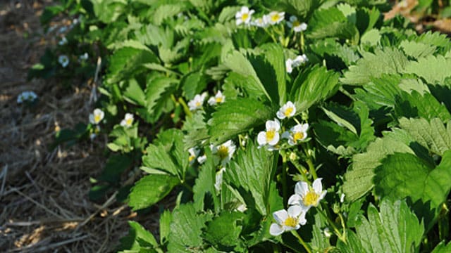 Die Pflanzen der Erdbeere Korona zeichnen sich durch ihr dichtes dunkelgrünes Laub aus, das mit weißen Blüten durchsetzt ist.