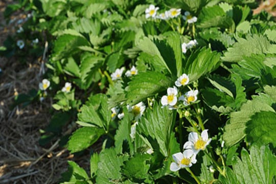 Die Pflanzen der Erdbeere Korona zeichnen sich durch ihr dichtes dunkelgrünes Laub aus, das mit weißen Blüten durchsetzt ist.