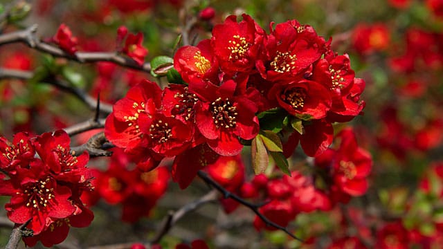 Zierquitten blühen im Frühling