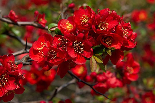 Zierquitten blühen im Frühling