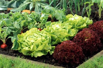 Ein abwechslungsreiches Gemüsebeet bietet nicht nur Vielfalt auf dem Teller, die Pflanzen sind auch widerstandsfähiger gegenüber Schädlingen.