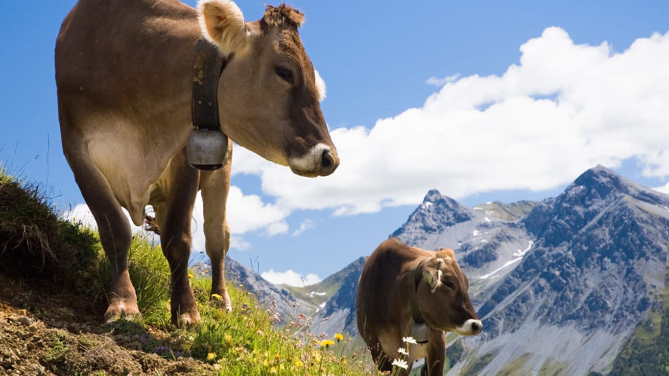 Werden von einem Radarsystem für feindliche Flugobjekte gehalten: Schweizer Kühe.
