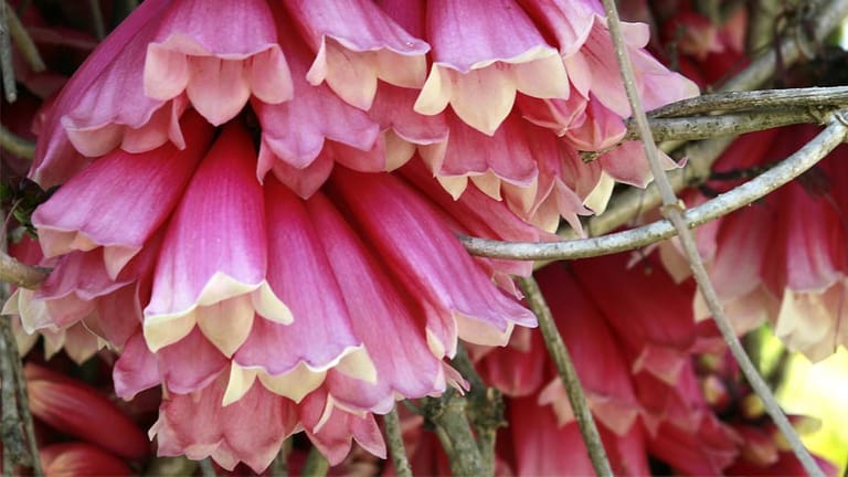 Kletterpflanzen gibt es in vielen Variationen. Die Klettertrompete treibt im Sommer Blüten.