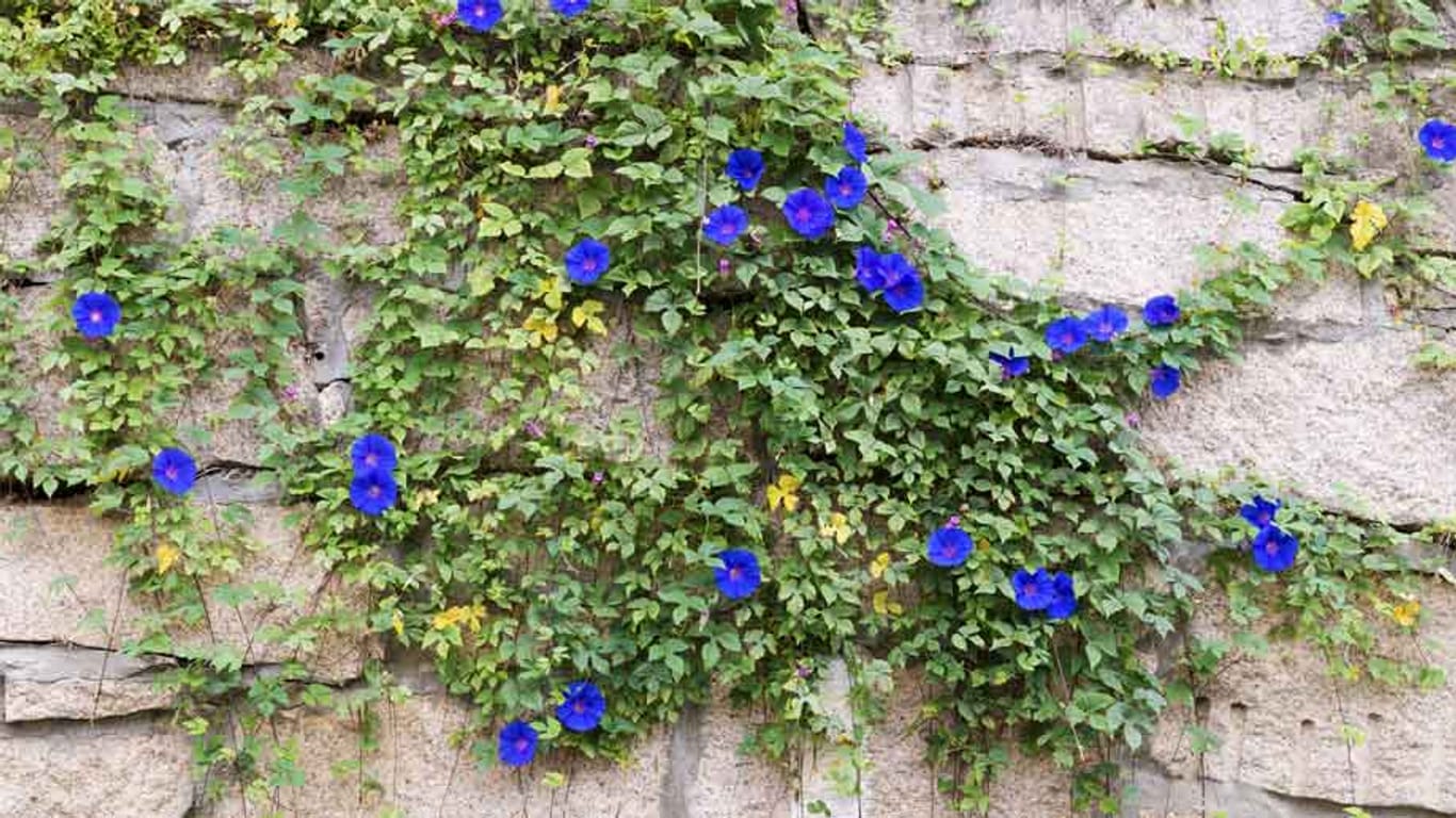 Die blaue Prunkwinde besticht mit ihrer edlen, kräftigen Blütenfarbe.