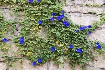 Die blaue Prunkwinde besticht mit ihrer edlen, kräftigen Blütenfarbe.