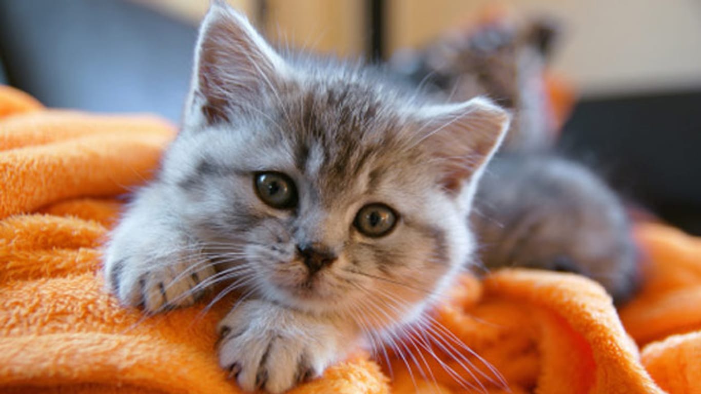 Wenn Sie süße Kätzchen zu Hause haben möchten, sollten Sie damit rechnen, dass es im Haushalt mehr zu tun geben wird.