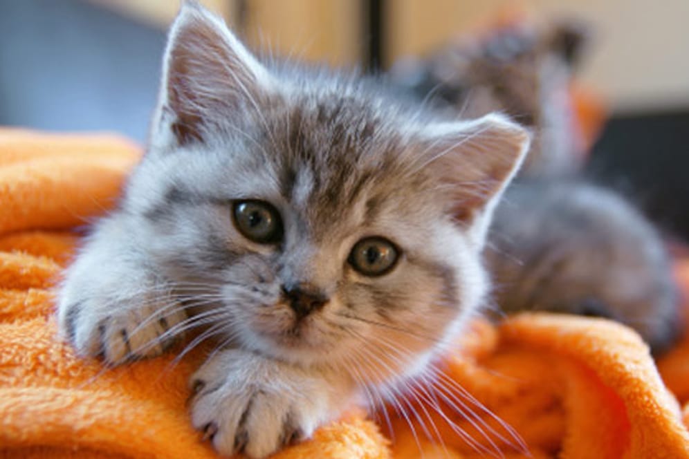 Wenn Sie süße Kätzchen zu Hause haben möchten, sollten Sie damit rechnen, dass es im Haushalt mehr zu tun geben wird.