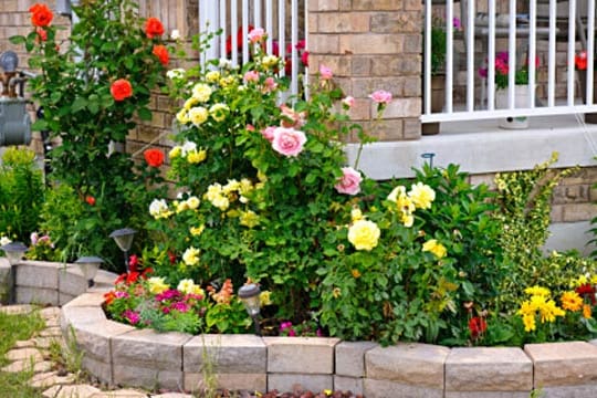 Wenn Sie einen Rosenbeet anlegen möchten, sollten Sie vorher an die Blumenplanung denken.