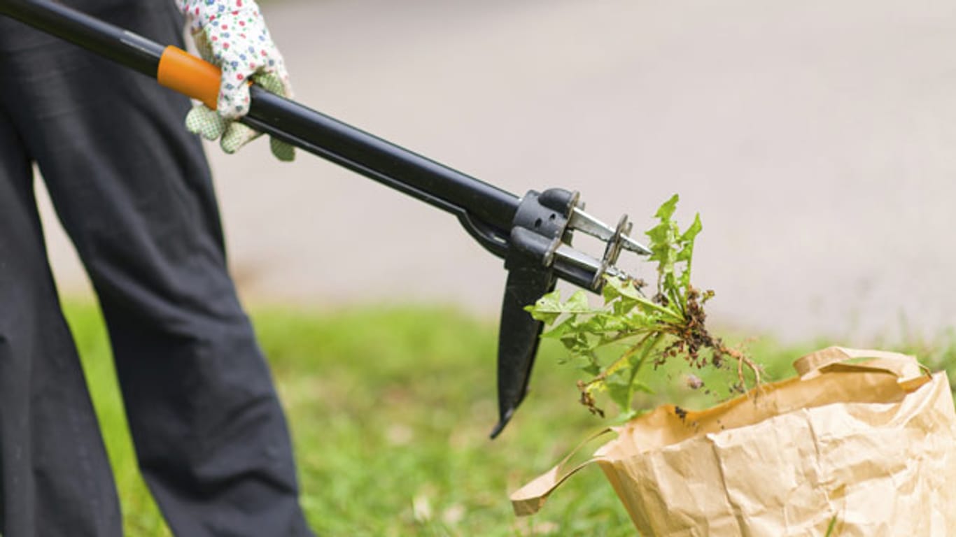 Mit Hilfe spezieller Gartengeräte lässt sich Unkraut einfach und umweltschonend entfernen.