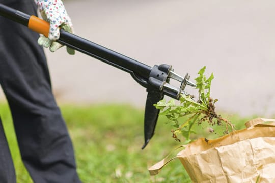 Mit Hilfe spezieller Gartengeräte lässt sich Unkraut einfach und umweltschonend entfernen.