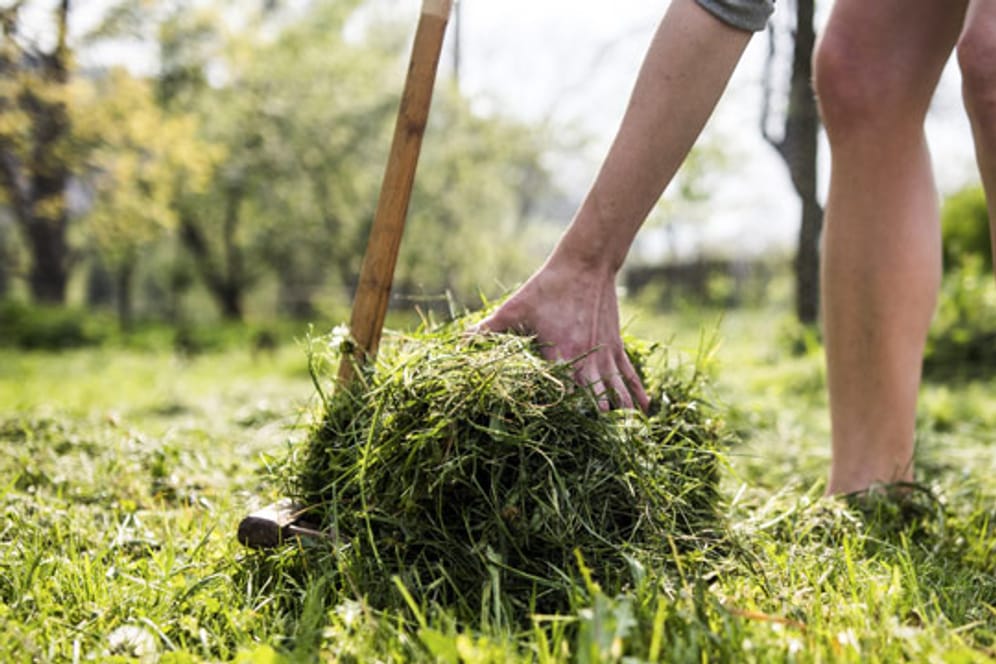 Zuallererst sollten Sie den Rasen mähen und alle losen Teile mit einem Rechen entfernen, um das Ausmaß der Schäden besser zu erkennen.