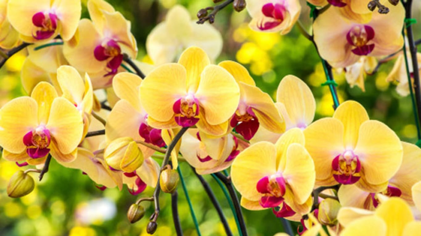 Orchideenzucht ist eine schwierige Aufgabe, für die Sie Fachwissen und spezielle Instrumente brauchen.