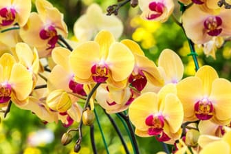 Orchideenzucht ist eine schwierige Aufgabe, für die Sie Fachwissen und spezielle Instrumente brauchen.