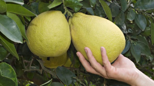 Die Pomelo erinnert in ihrer Form an eine Birne.