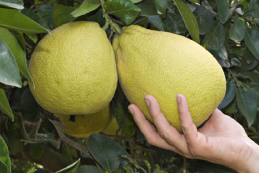 Die Pomelo erinnert in ihrer Form an eine Birne.