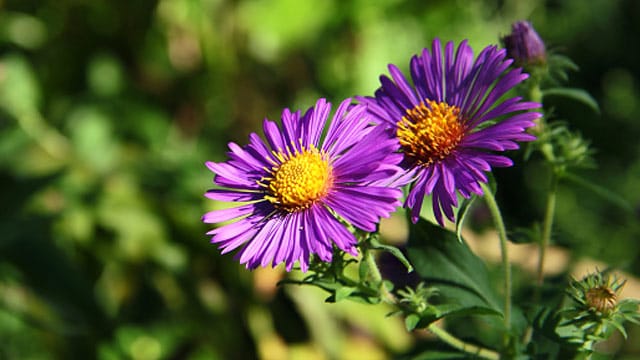 Obwohl Aster als Herbstblume gilt, können Sie sie schon im März säen.