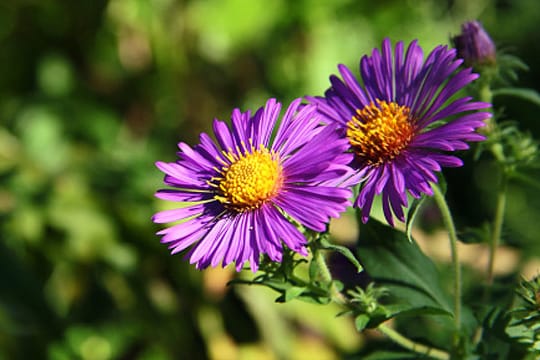 Obwohl Aster als Herbstblume gilt, können Sie sie schon im März säen.