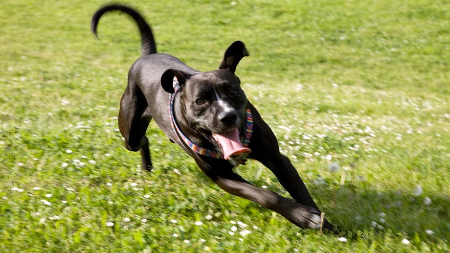 Wer wegläuft, weckt bei den Hunden den Jagdinstinkt.