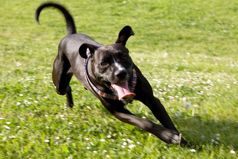 Wer wegläuft, weckt bei den Hunden den Jagdinstinkt.