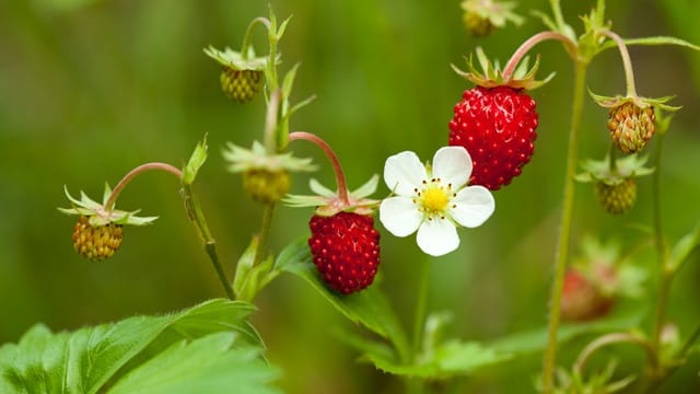 Ab Mai können Sie die kleinen schmackhaften Walderdbeeren genießen.