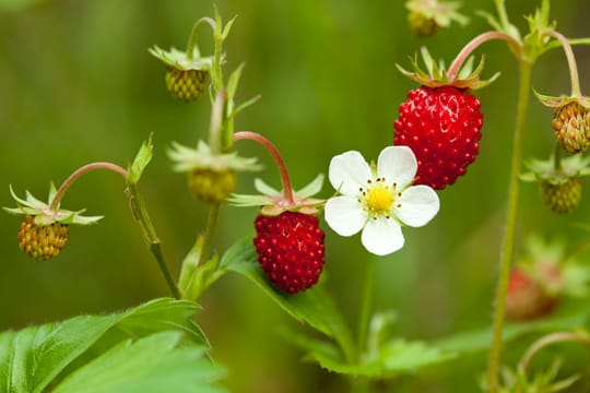 Ab Mai können Sie die kleinen schmackhaften Walderdbeeren genießen.