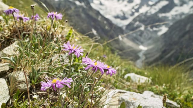 Wenn Sie bei einem Spaziergang Alpenaster sehen, dürfen Sie die Blume auf keinen Fall stören: Die wilde Form ist geschützt.