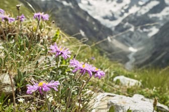 Wenn Sie bei einem Spaziergang Alpenaster sehen, dürfen Sie die Blume auf keinen Fall stören: Die wilde Form ist geschützt.